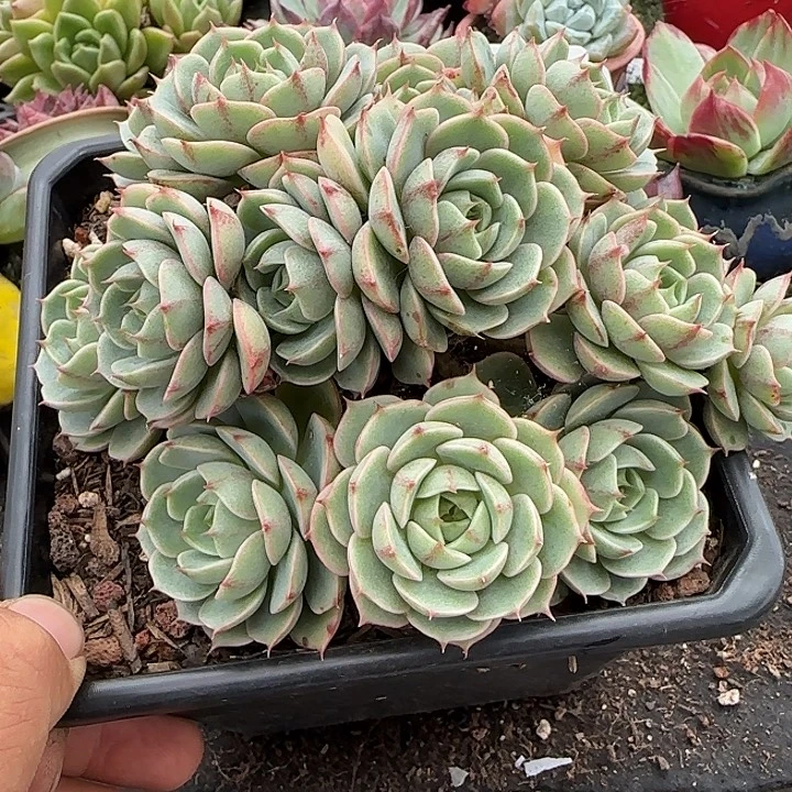 丸叶玫瑰本吧惊鸿一物一拍包装收缩花旱