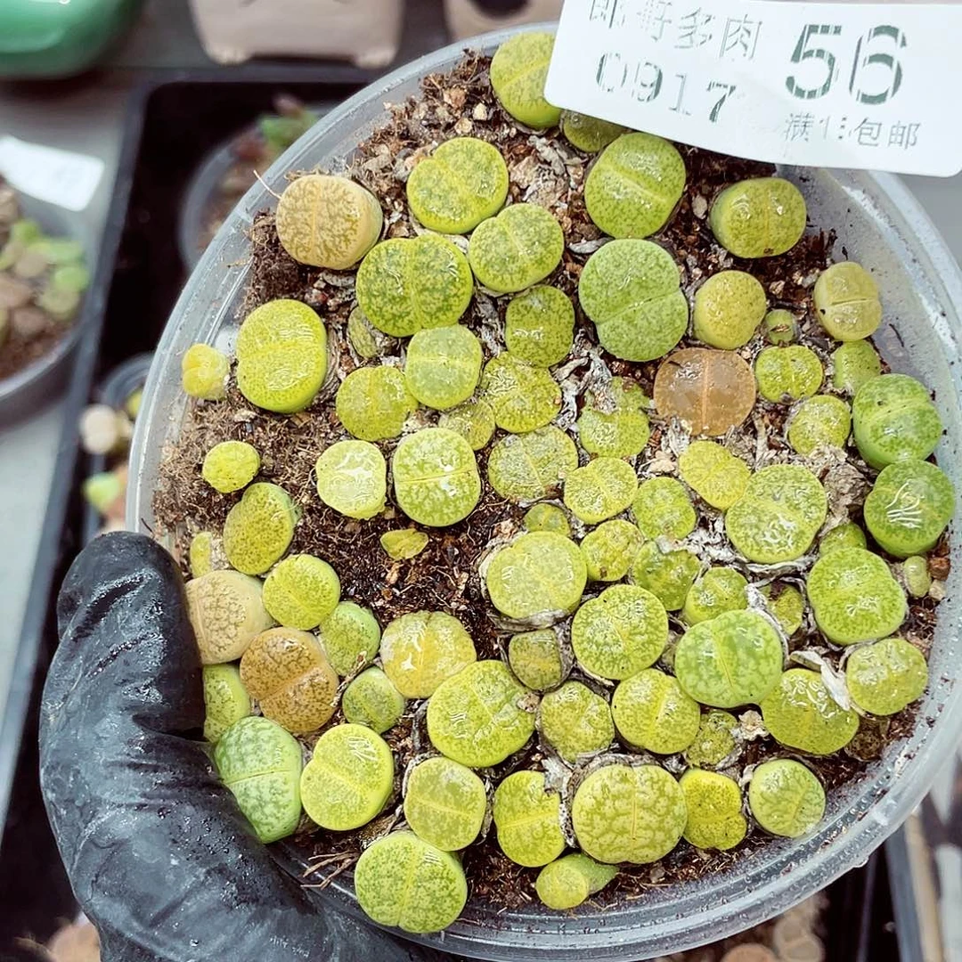 生石花18包邮0917-56
