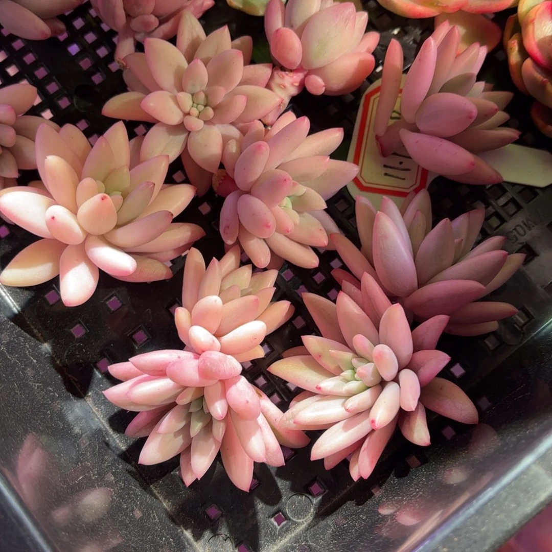 红蜻蜓锦多肉植物