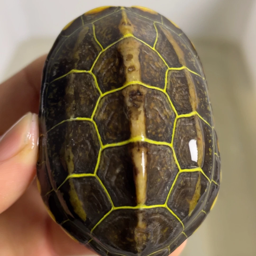 苏北金线冷水草龟