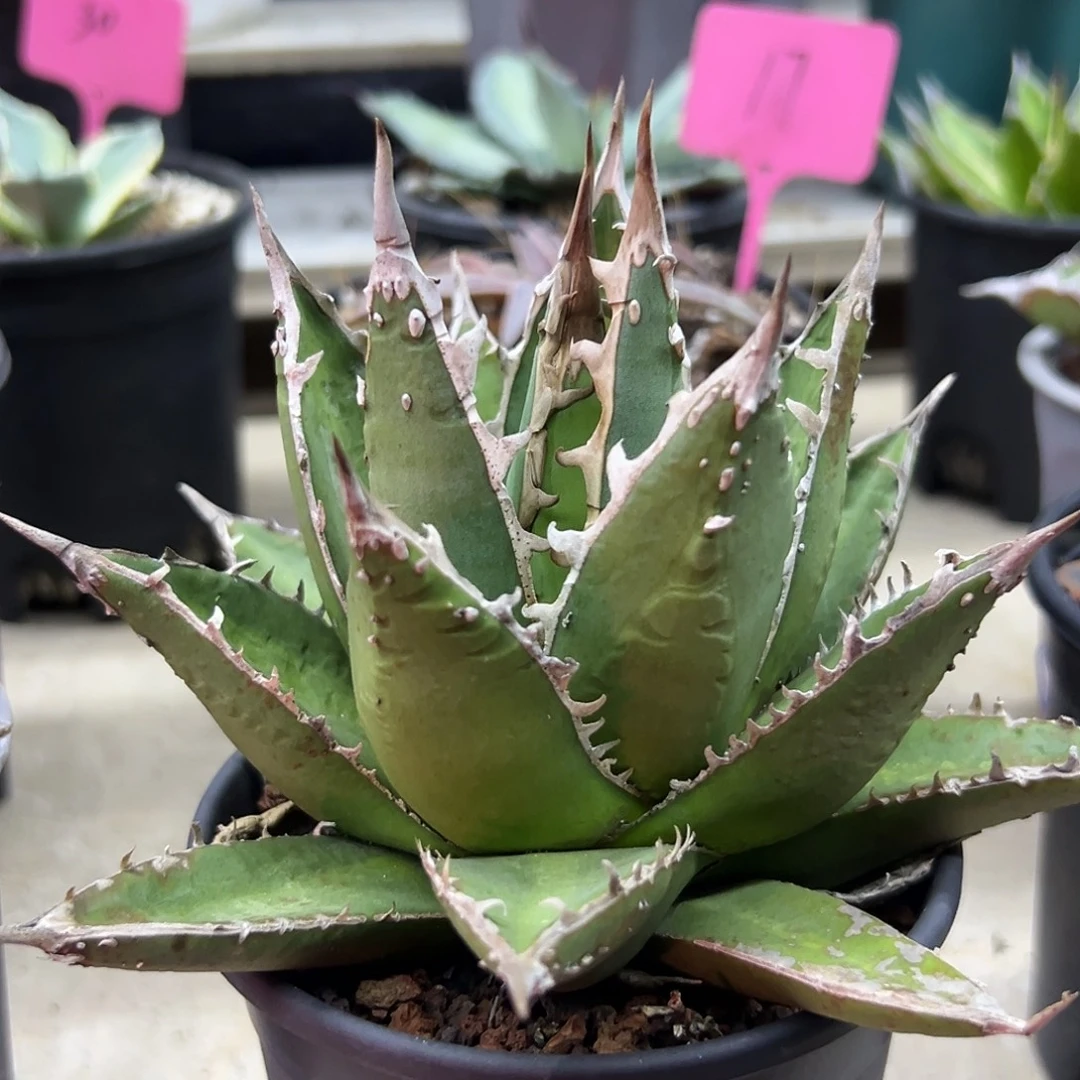 小***鸡背刺帝释天一物一拍偏远不包邮不退不换