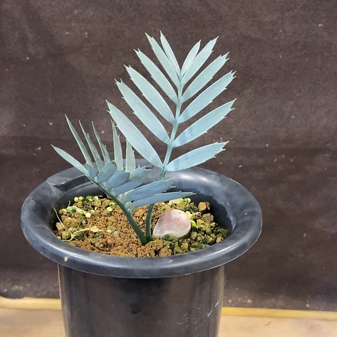 汤圆植物正版蓝棘铁