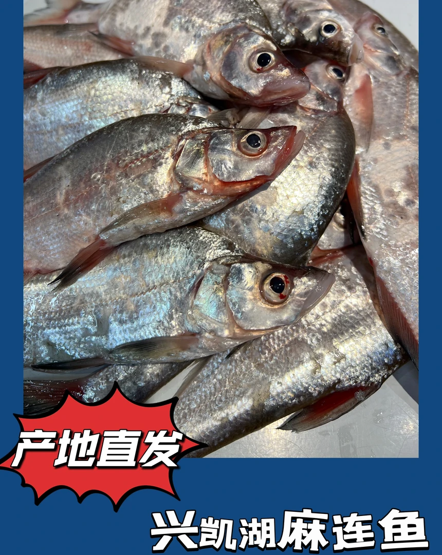 兴凯湖小麻鲢鱼鱼速冻发货顺丰发货新鲜美味