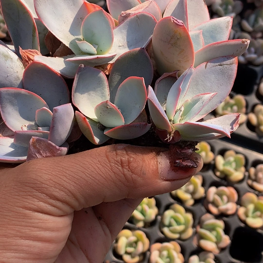 广寒宫6颗 满9.99发7颗