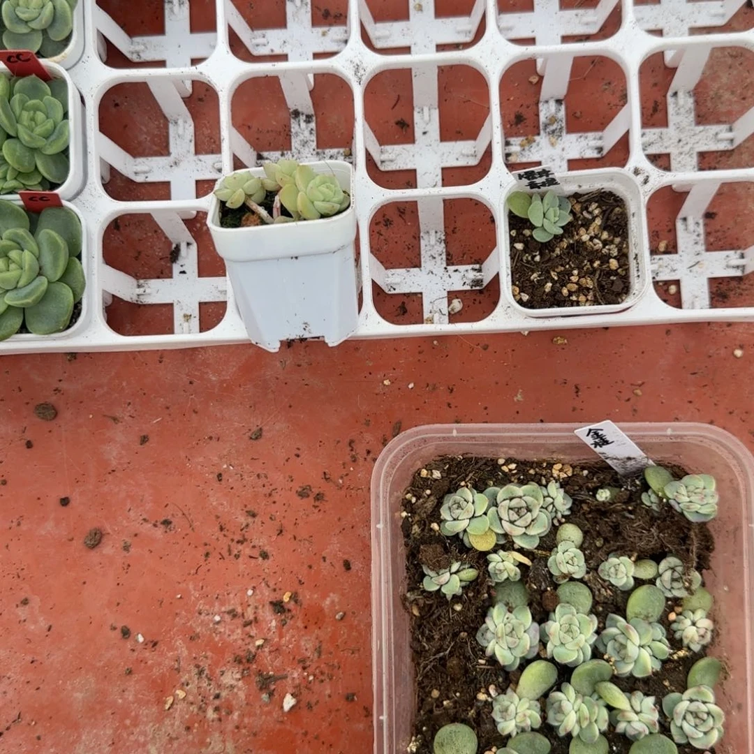 *****粉2三头 盆1个6床满25包邮