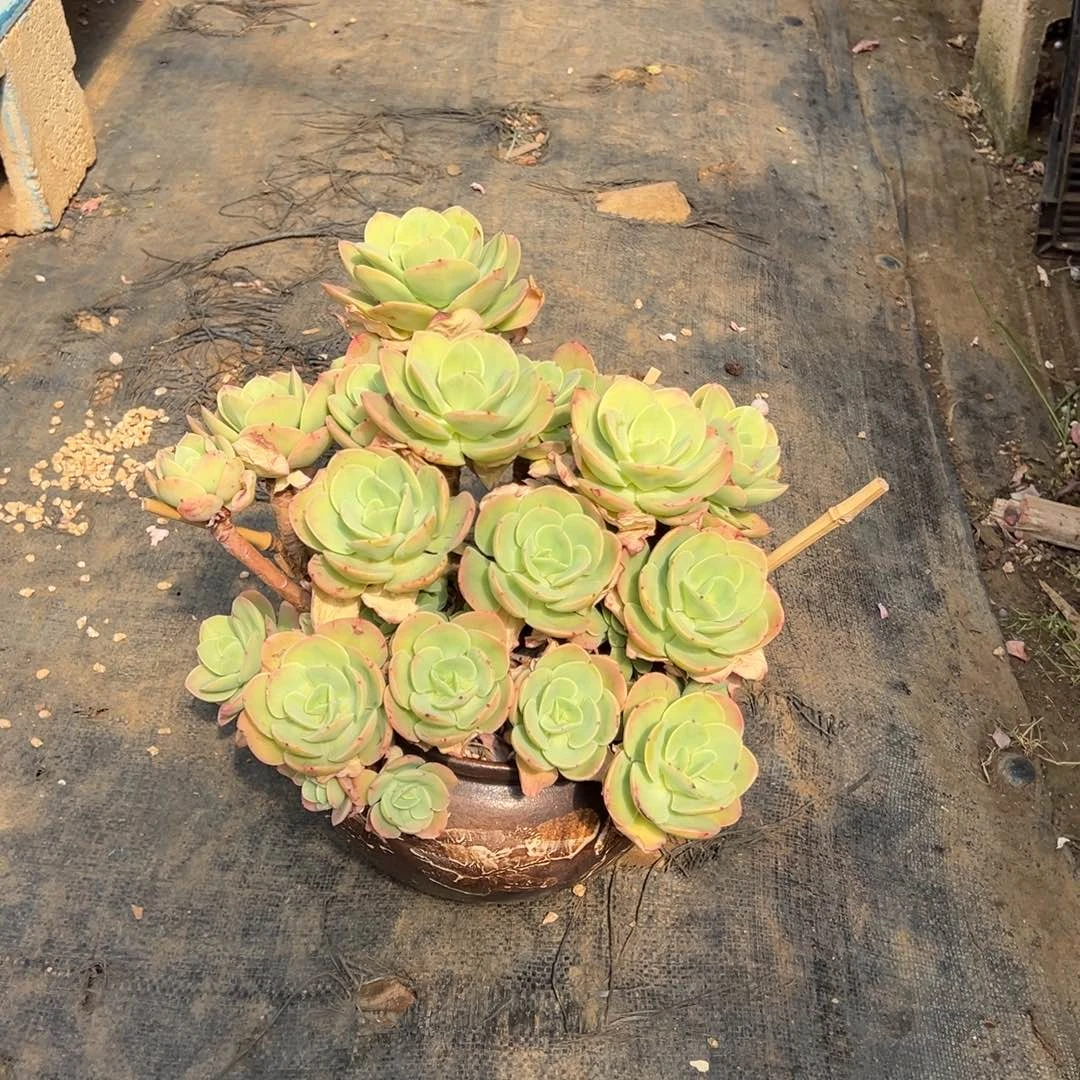 精品骑兵群生加盆 运费自付