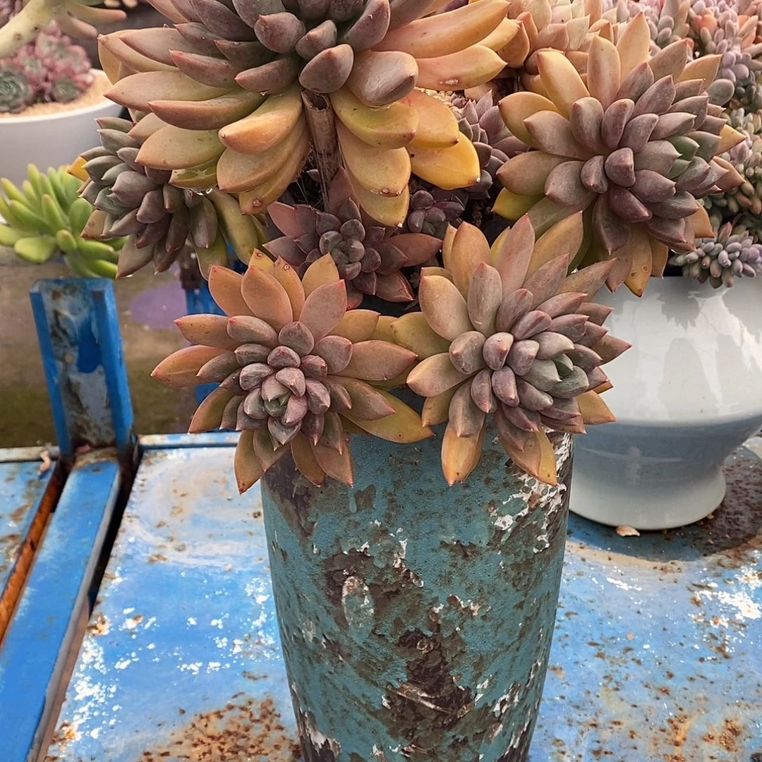 象牙多肉植物带盆物流自理