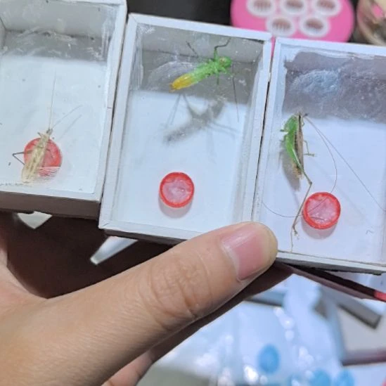 黑青，糖果四条，竹蛉总共六条