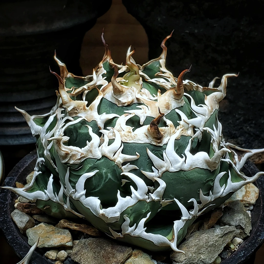 龙舌兰仁王冠（海王）