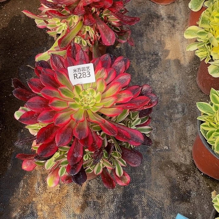 283多肉植物和植物