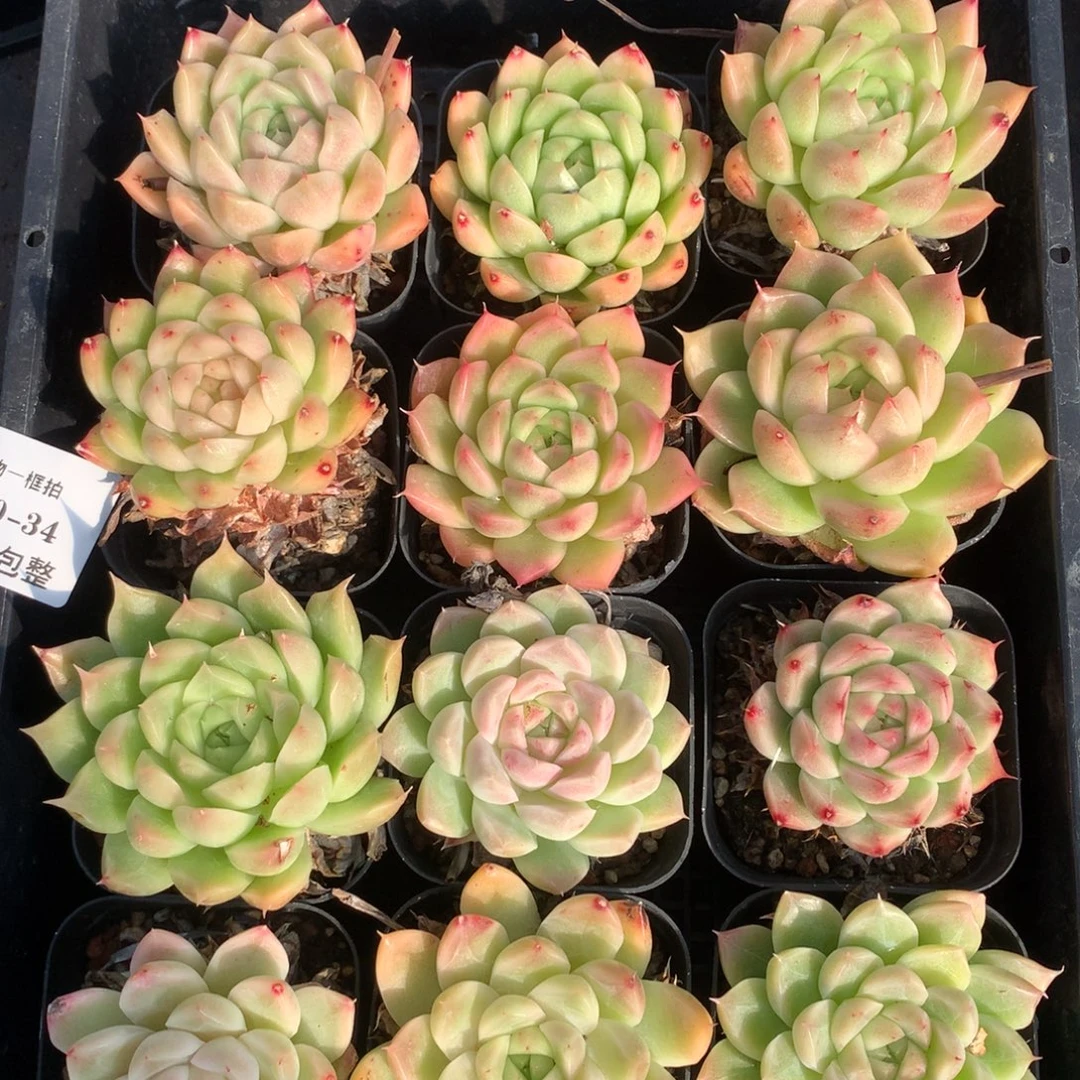 1202-34 麦秆套餐一组