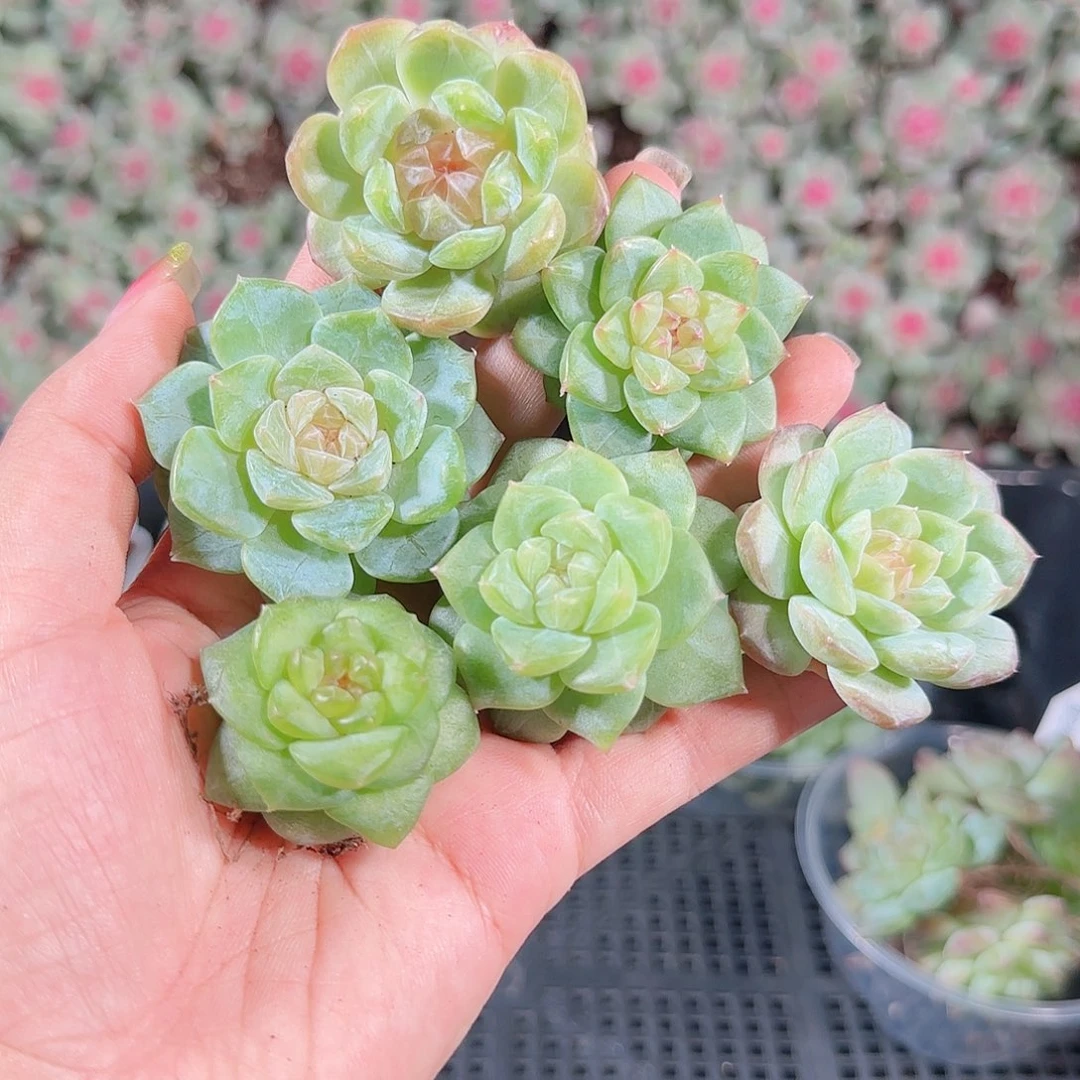 0018---192糖心珍妮