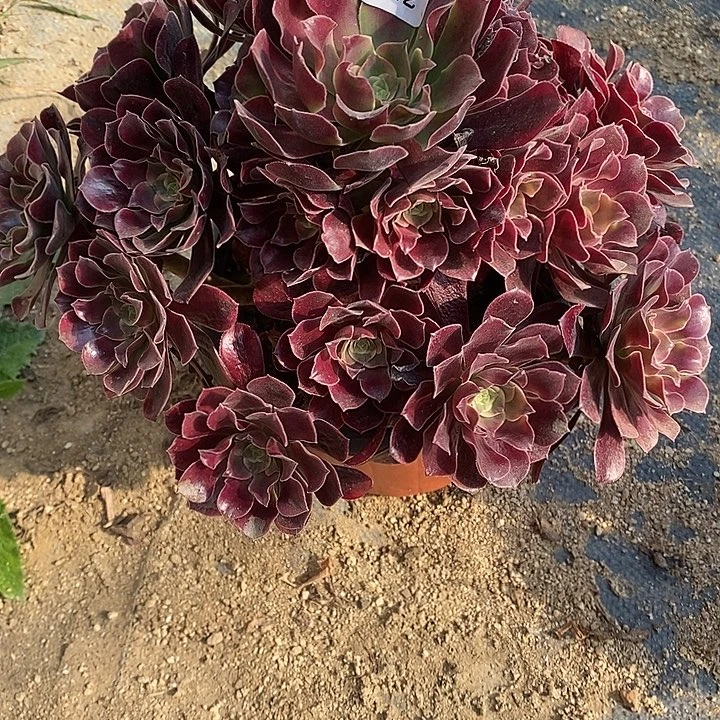 多肉植物凤冠633多肉