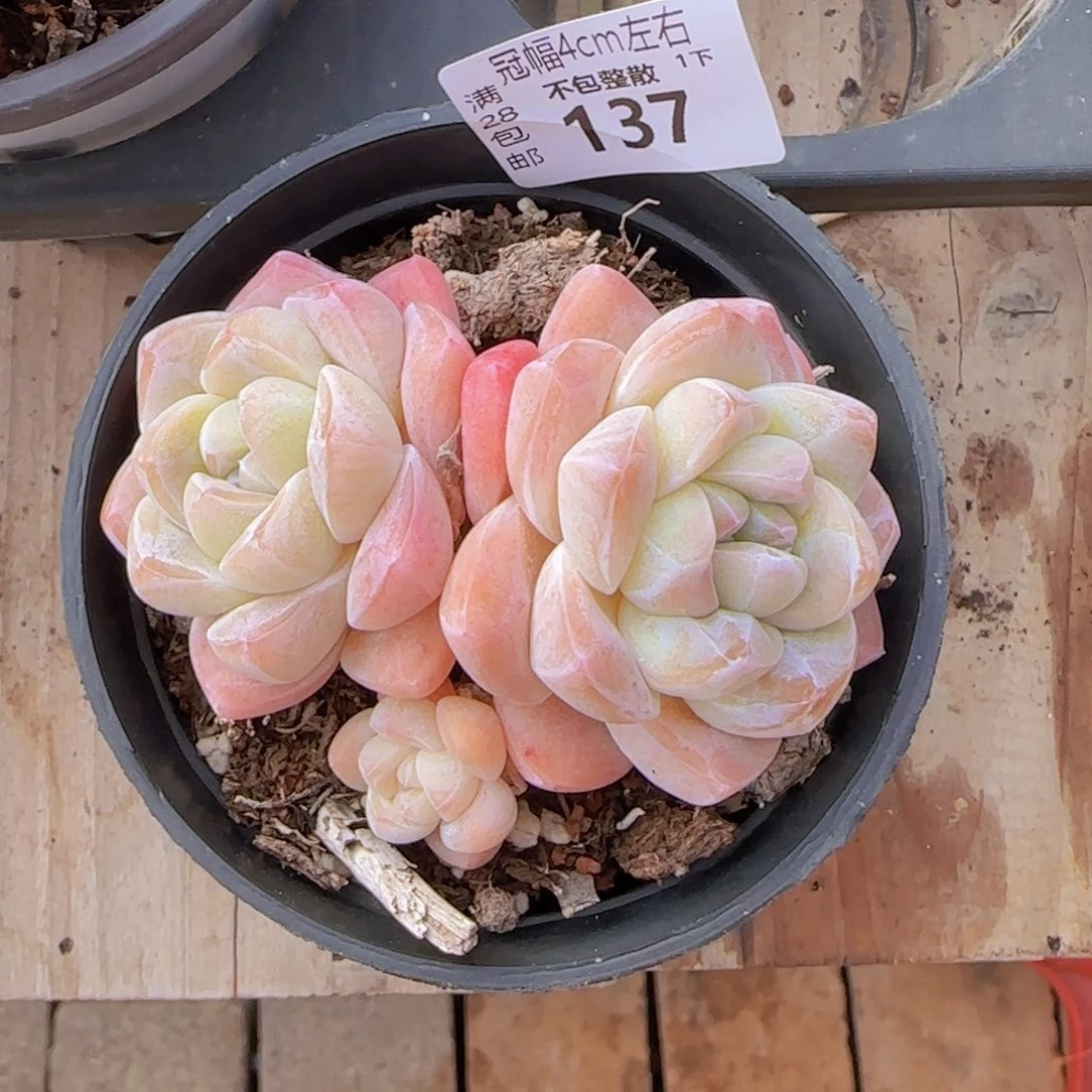 吴****呀冰玉精控双头优选