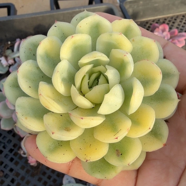 草莓冰锦 开播福利