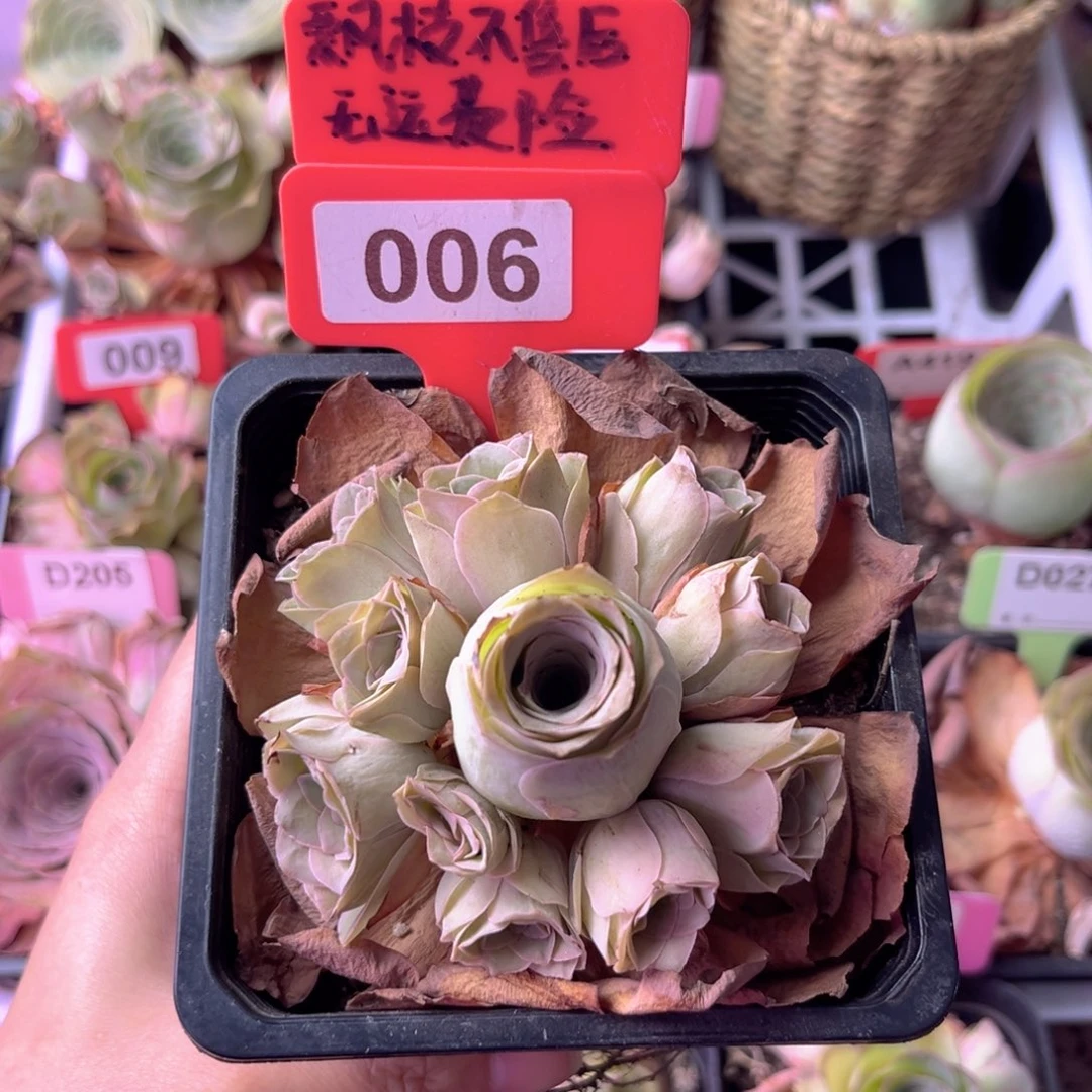 ?****?清秋玫瑰一物一拍006 8公分大小