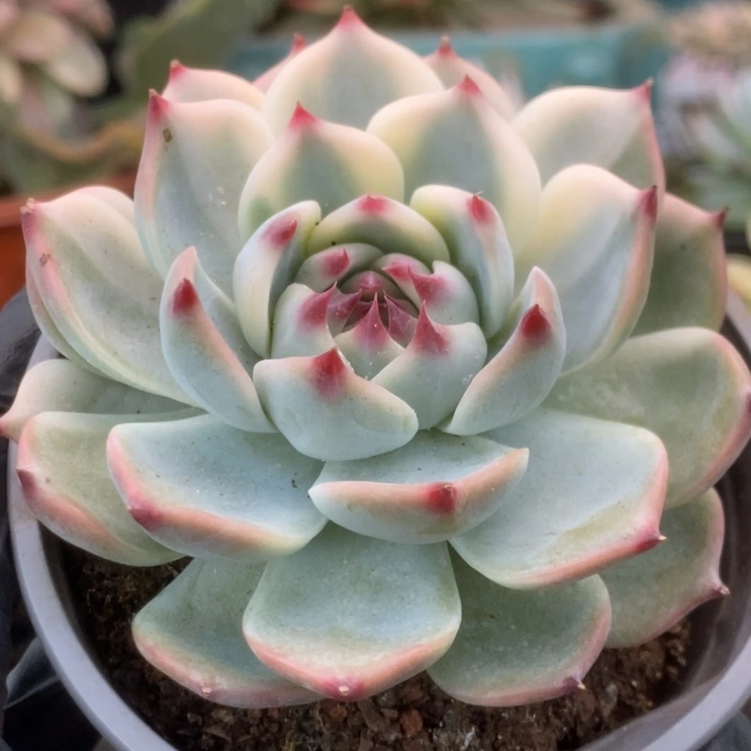 754锦锦锦锦锦锦锦
