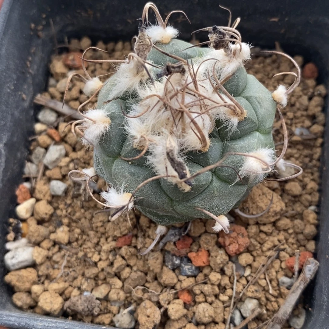 离城丸植播园艺优选