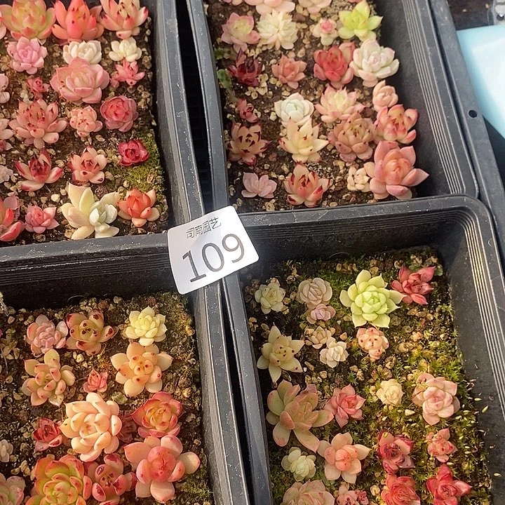 一***糖109 多肉植物盆栽花卉