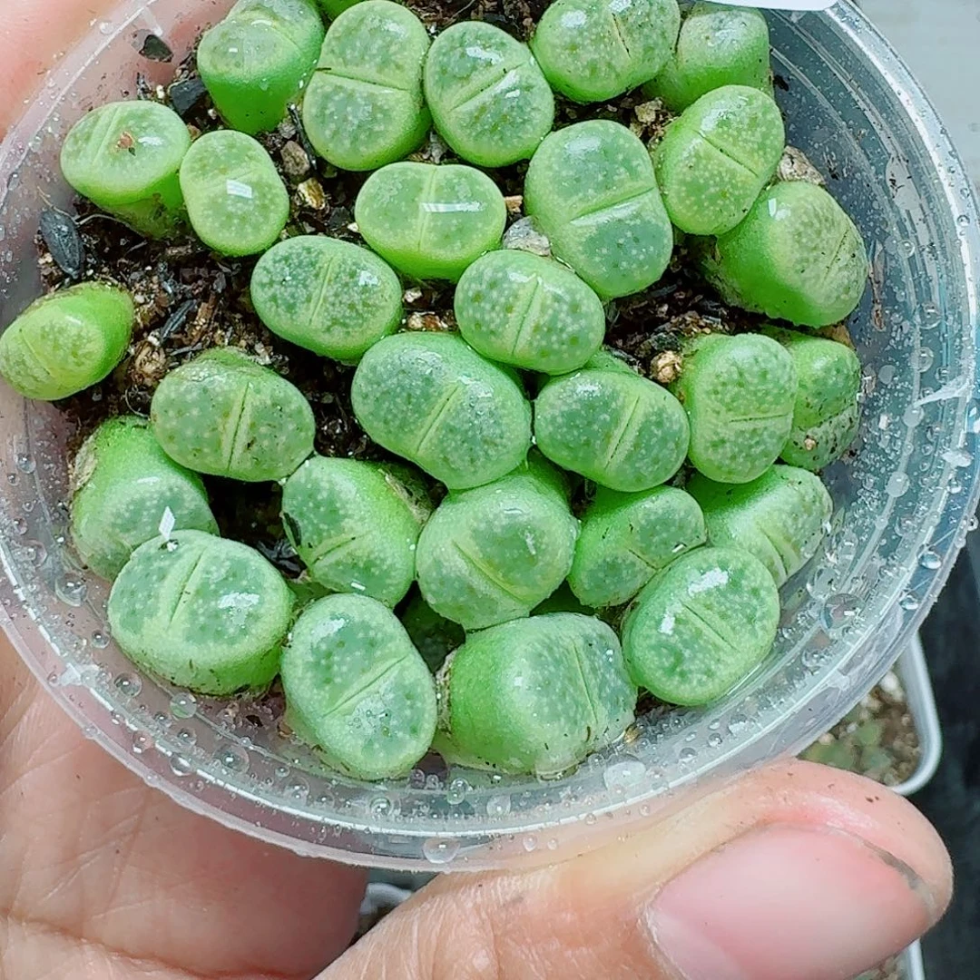 186多肉植物多肉植物