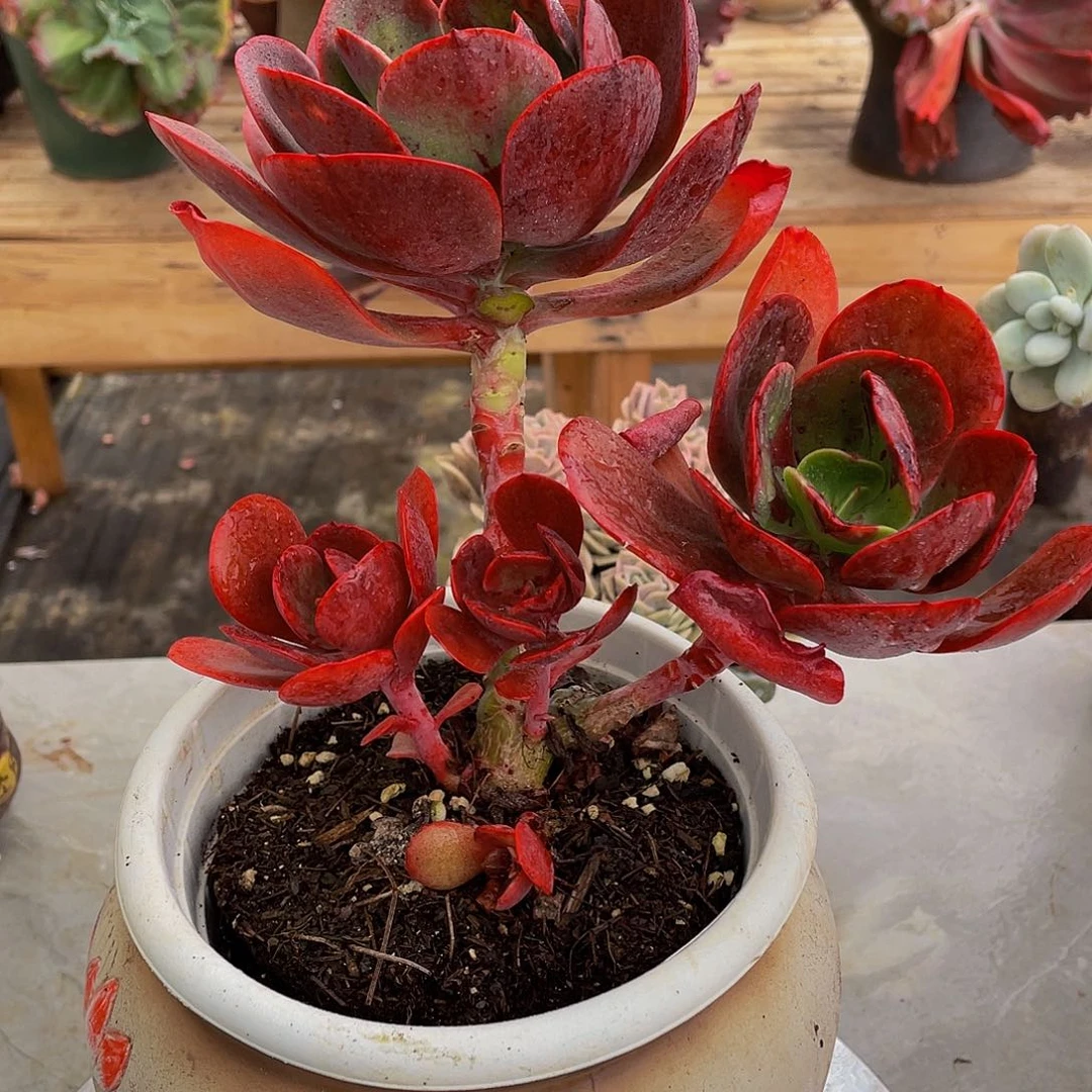 大堂玫瑰多肉植物2032