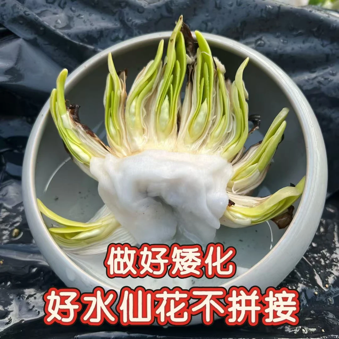 【矮化好雕刻水仙】下水漳州水仙花带叶带芽带根水培室内水培