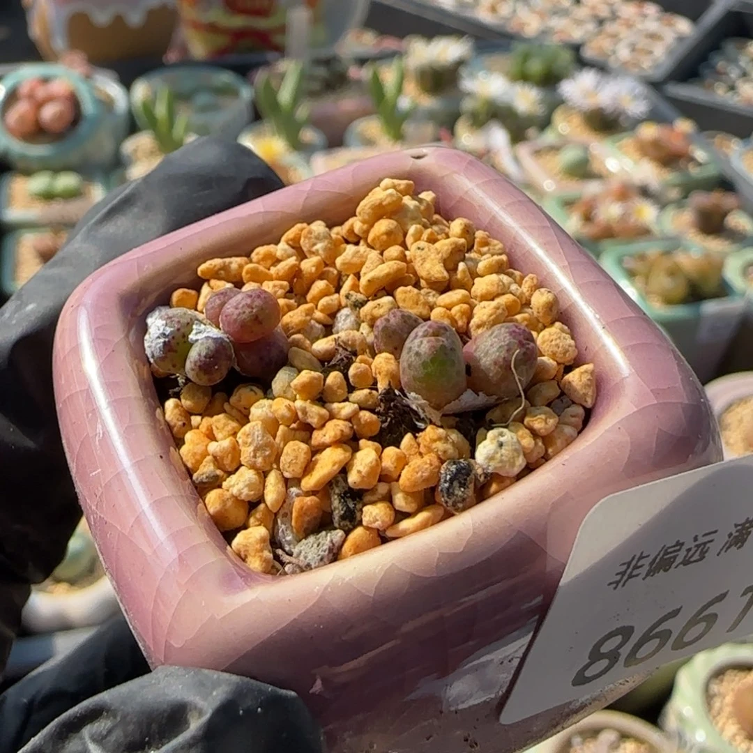 8661--一物一拍 带盆