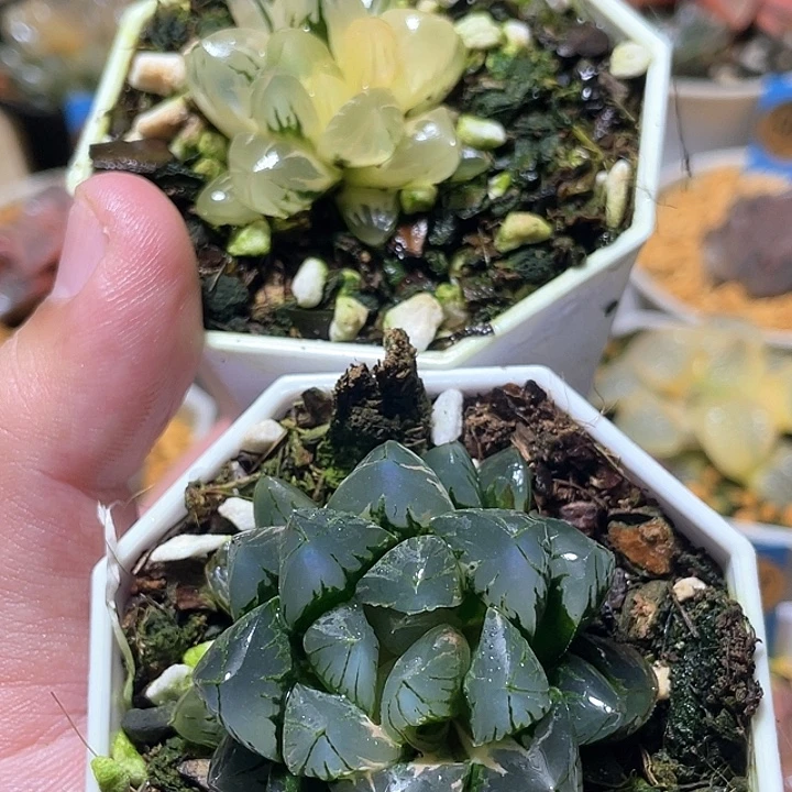 543随机福利两一起发