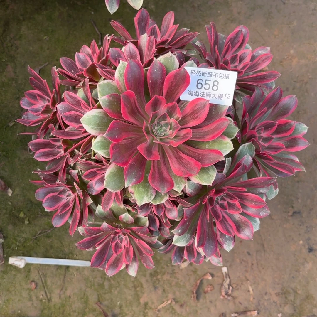 658浣纱多肉植物法师