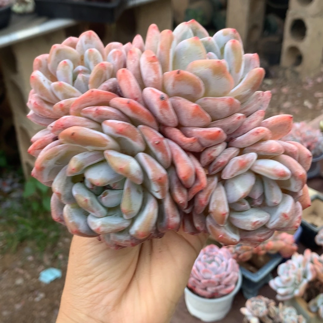 哈哈哈哈哈哈哈哈哈哈