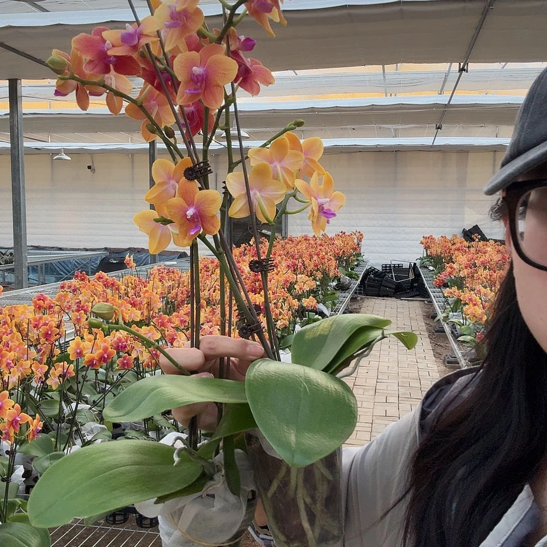 完全开放7769专属两颗香恋叶片瑕疵