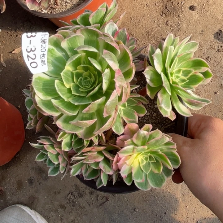320海王多肉123456789