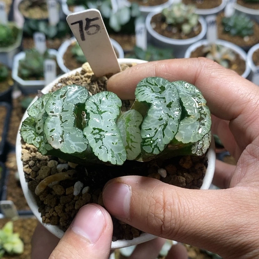 【闪购商品】75玄武