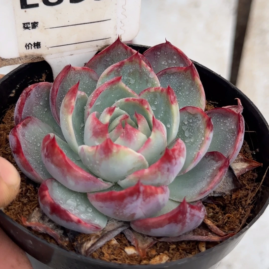 花脸惊鸿一物一拍包装收缩花旱859