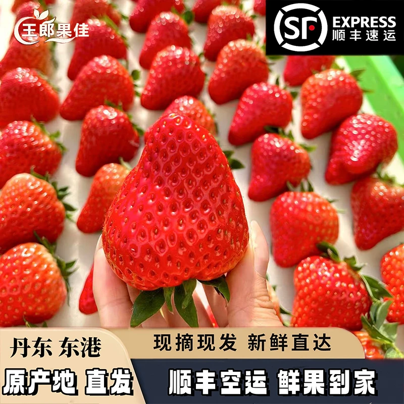 【天哥专属】丹东东港马家岗九九草莓 东港特产 鲜果现摘 顺丰包邮