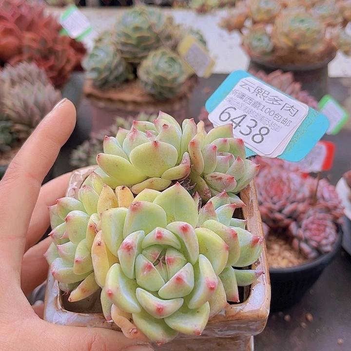 6438白拉糖。