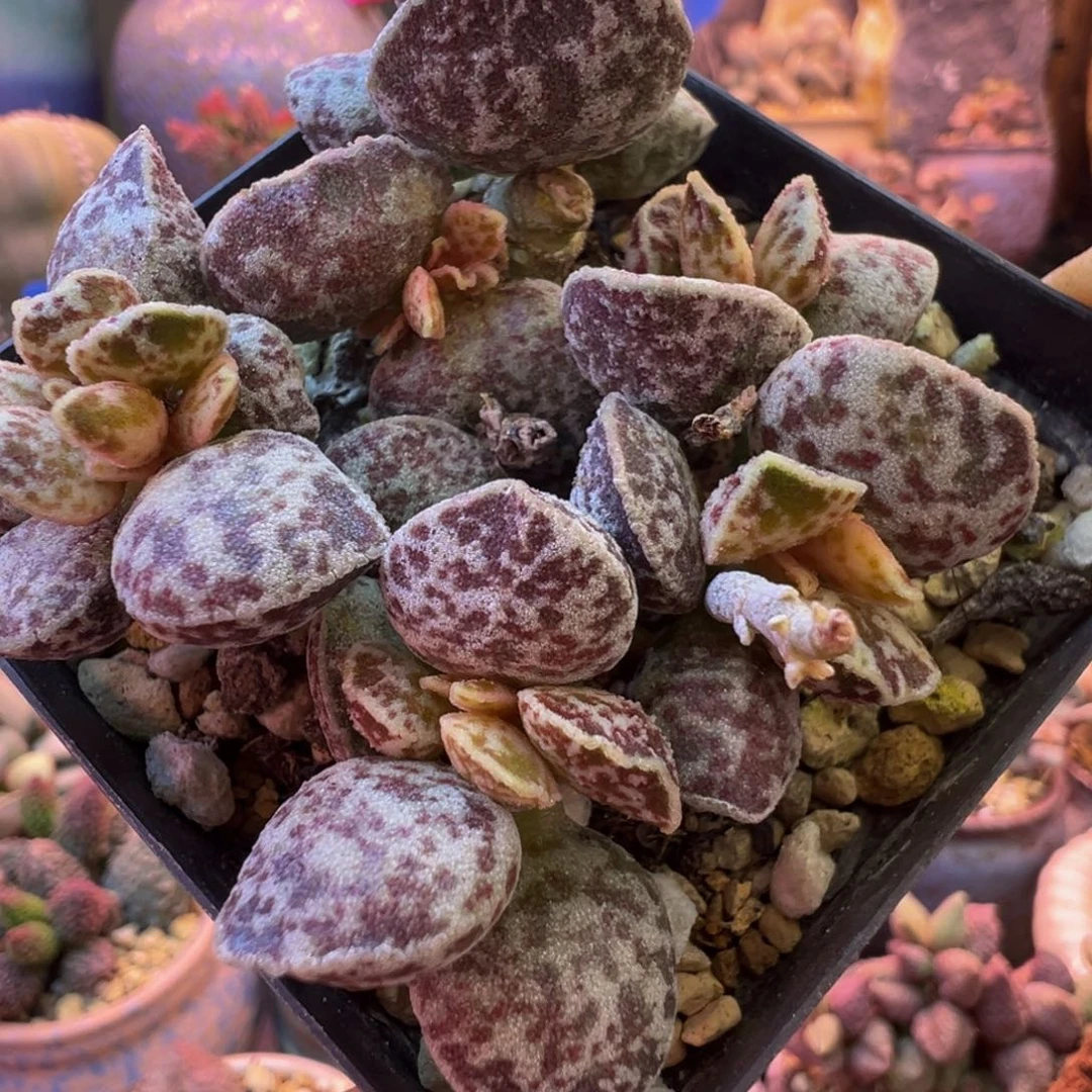 可***爱我们都在等着看的哈我