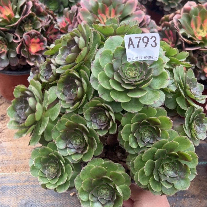 万拉丝多肉植物793.