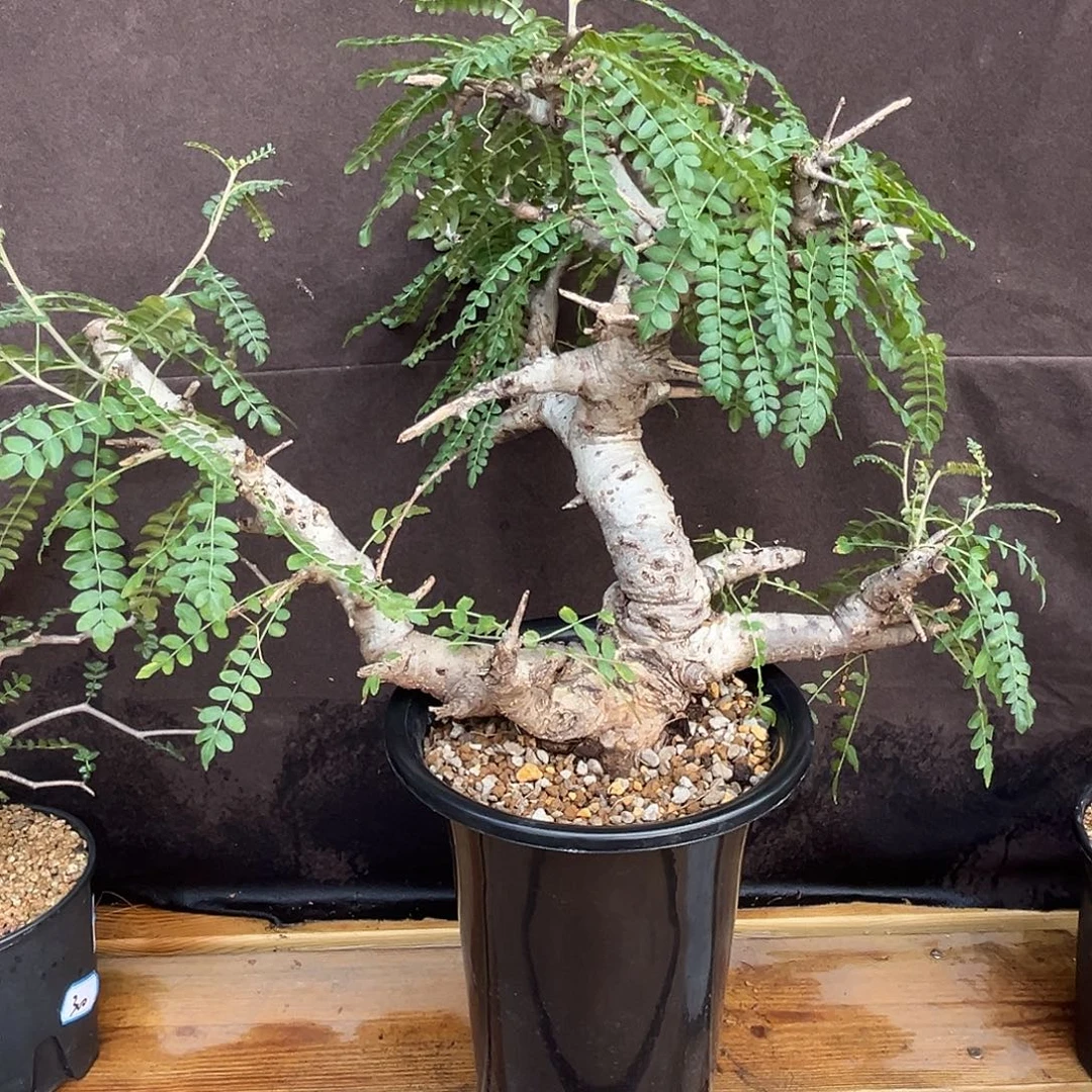 产地迪尼勒达乳香，福利