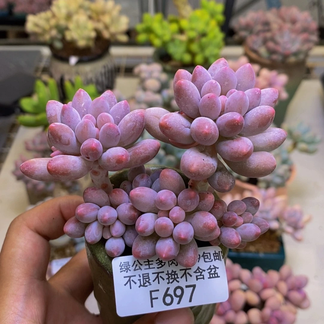 697婴儿手指多肉7cm