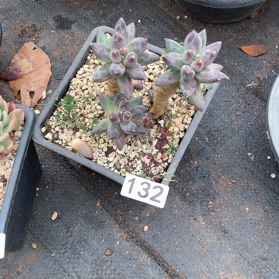 132 一物一拍多肉