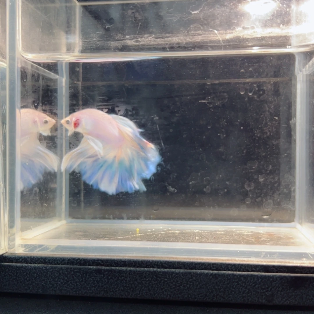 斗鱼浅色仙仙裙特殊尾