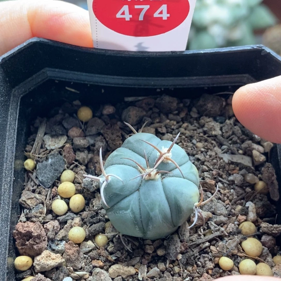 实生翠平丸2.4cm