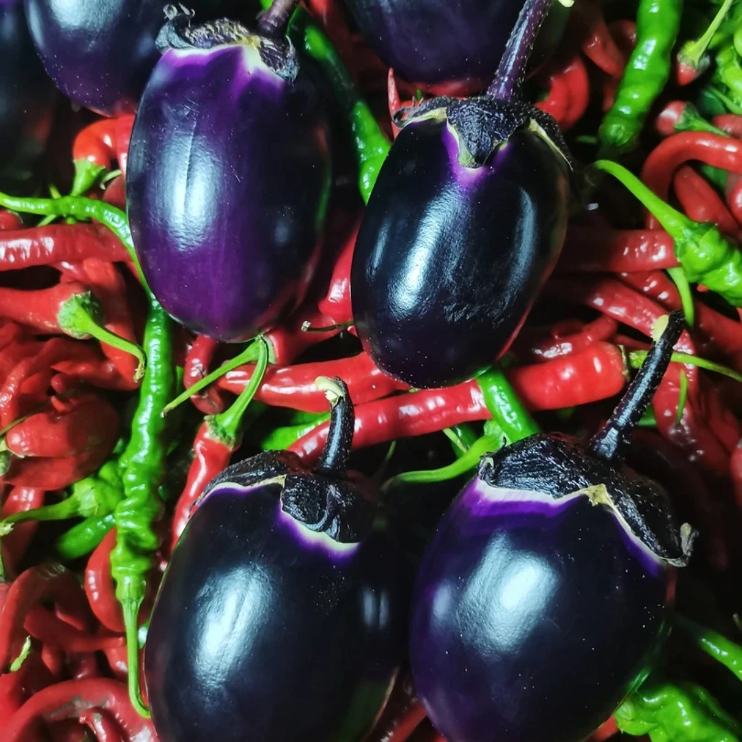 湖南湘西土辣椒茄子混合