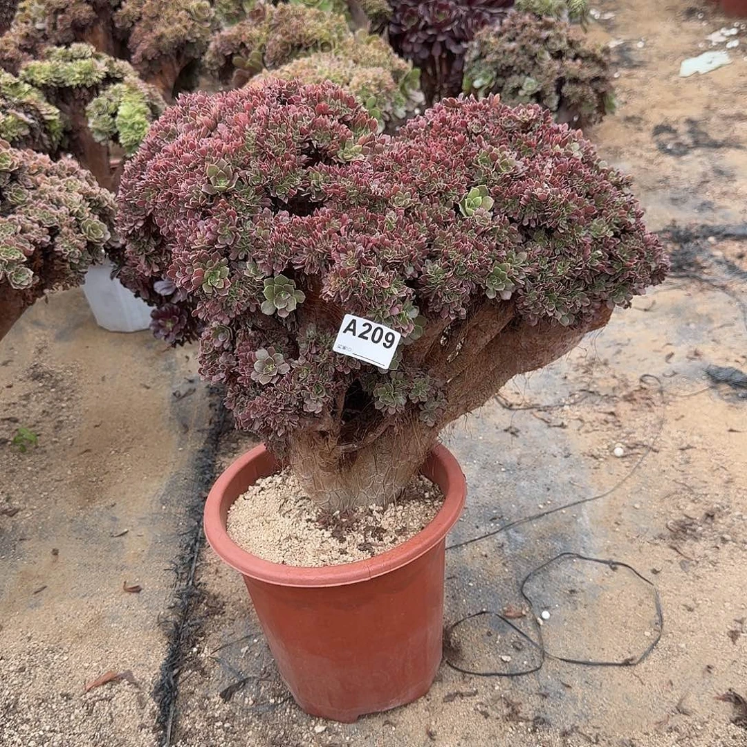 209玫瑰朵朵一颗牙呀