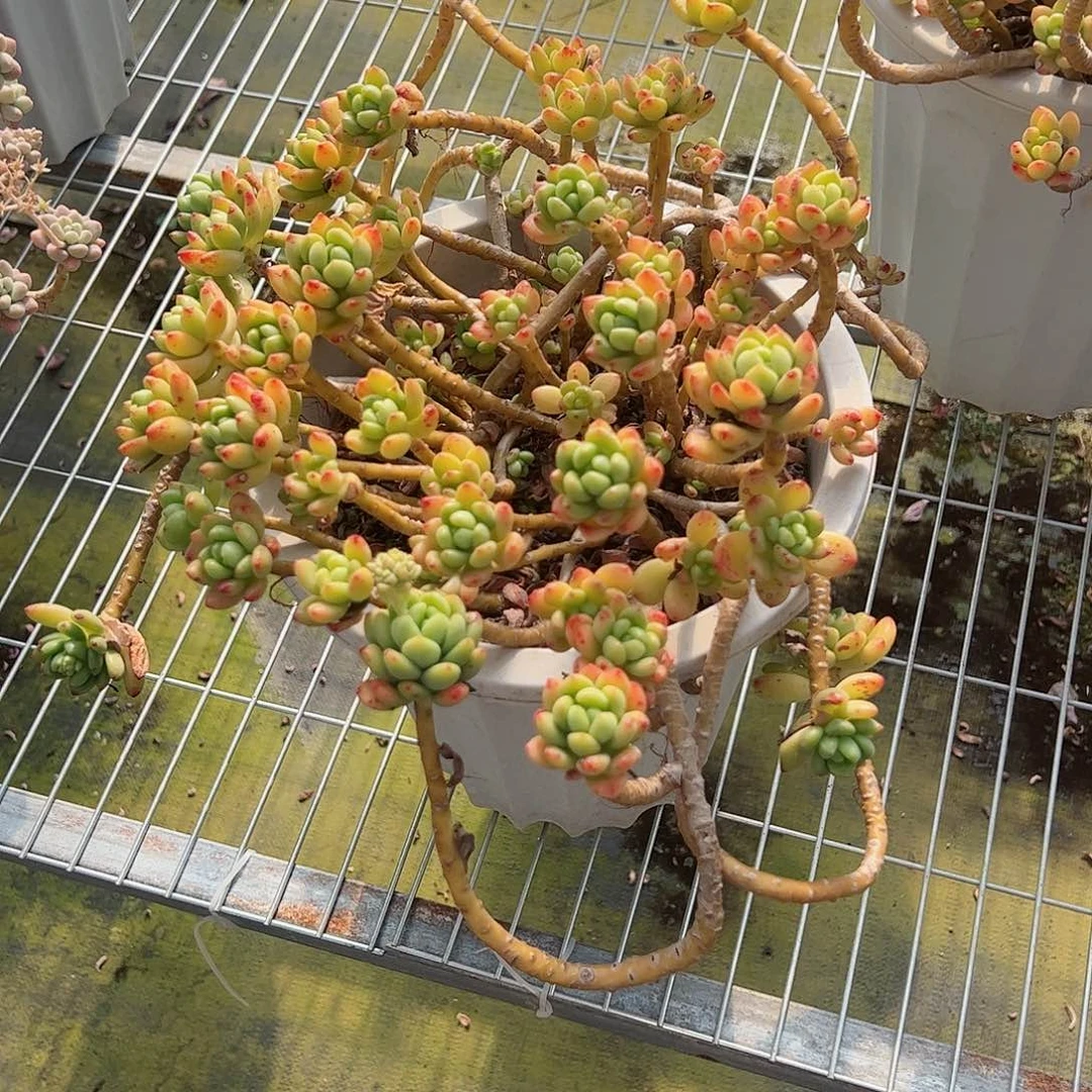 香格里拉飘枝老桩