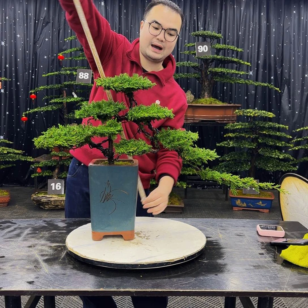 龙爪松高端造型盆景