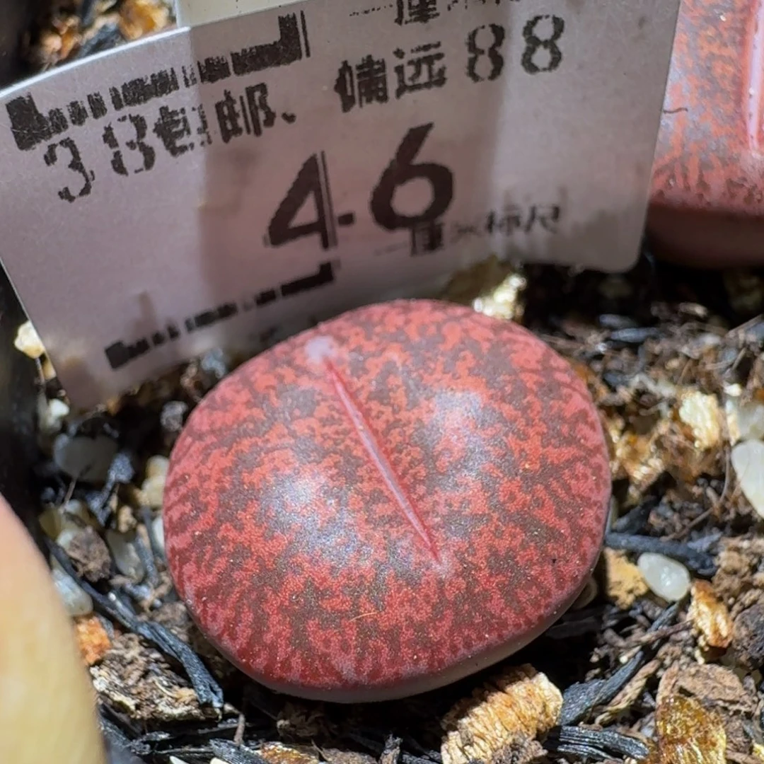 Ssss精品生石花46