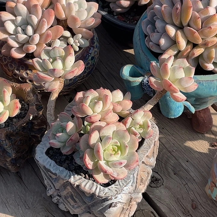 香草老庄多肉植物