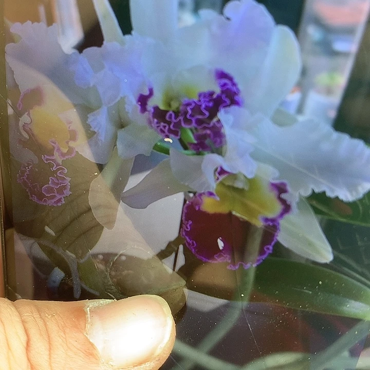 完全开放酷娃小苗大小3苗裸根